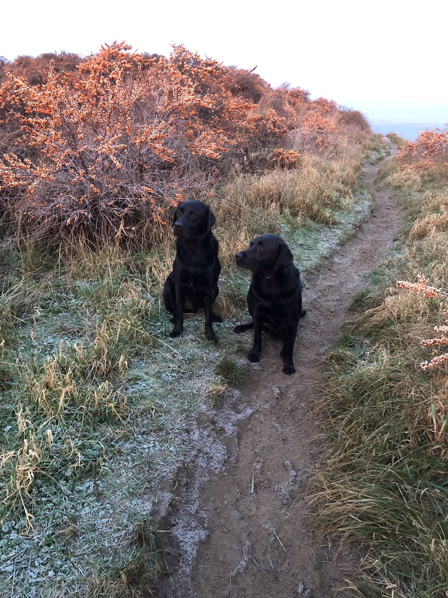 DomandLouis's tweet photo. Had a lovely long walk this morning. Trying to make #mummy @debsyjane do a minimum of 12000 steps before breakfast #tryingtogetherfit #tryingtoslimherdown #dificulttask #willdoourbest #lovingpuppydogs #toughtfulpuppydogs #twoblacklabs πΎππΎππΎππΎπ https://t.co/duQ4cNKRsp