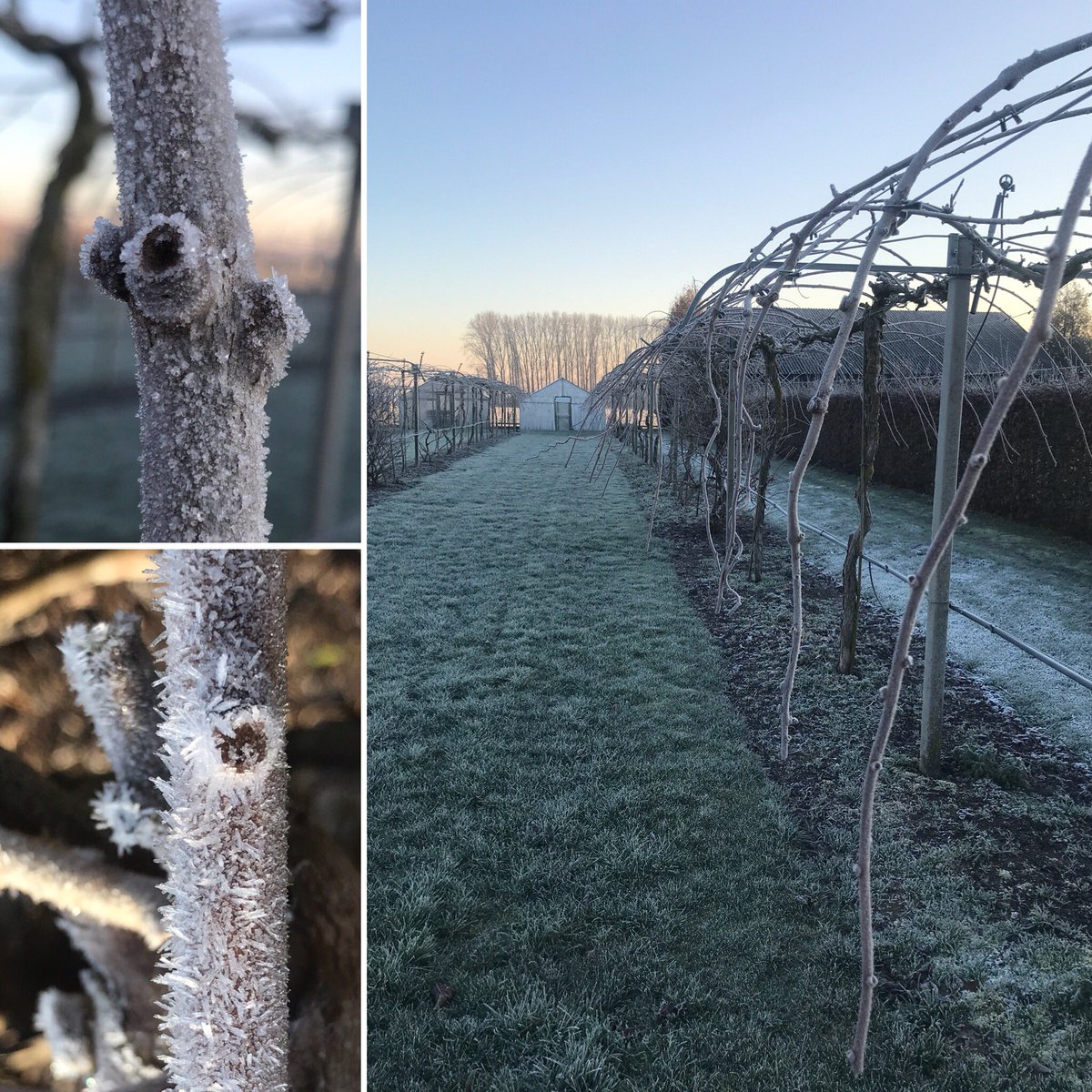 FDebersaques's tweet photo. #kiwiberry shoots; this ice pack will keep them quiet, hopefully for a while. Less worry for the #kiwiberry grower &amp; #UGent experimental farm https://t.co/f8xJvbuY9M