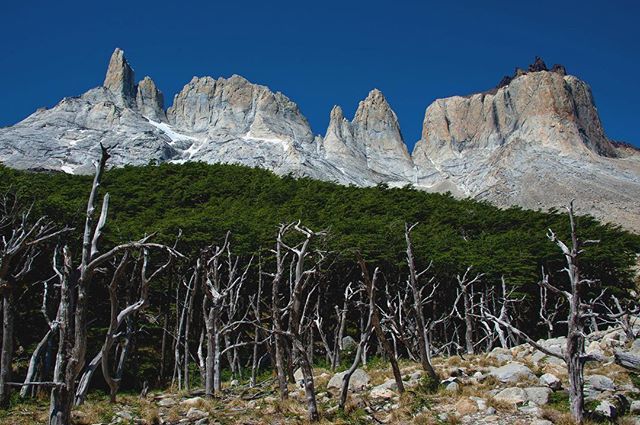 behindmagazine's tweet photo. Life after the fire.
#torresdelpaine #patagonia #peaks #mountains #epiclandscape #landscape #landscapephotography #argentina #explore #naturephotography #travel #travelphotography #outdoorlife #outdoorphotography #photoblog #beh #trekking #hiking #photog… https://t.co/hd4QKEf9Y4 https://t.co/YbpSaeiWhd