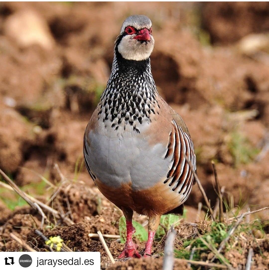 cocinandocaza's tweet photo. #CocinandoCaza #JaraYSedal #BuenosDías
#Repost @jaraysedal.es (@get_repost)
・・
A SUS PIES, MAJESTAD. Foto: JDG #revistajaraysedal #cazadoresjys #jyshunters #pointer #perdiz #cazamenor #perdizroja #laroja  #chasse #jagd #oxata #smallgame #rifle #ammo #huntinggame #comoloquecazo https://t.co/RPhTeOZxAb