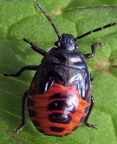 Billmansfield8's tweet photo. coming from Manchester, here is my offering to #BlueMonday #bluebugs a blue shield bug 😏 #theworldisred https://t.co/1S1Bba5PDc