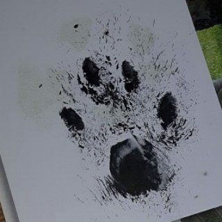 PatchesSeesAll's tweet photo. Spook is home.
Mama is crying. Crying.
Der is no words.
#RIPSpook #otrb https://t.co/zdgYbW07yd