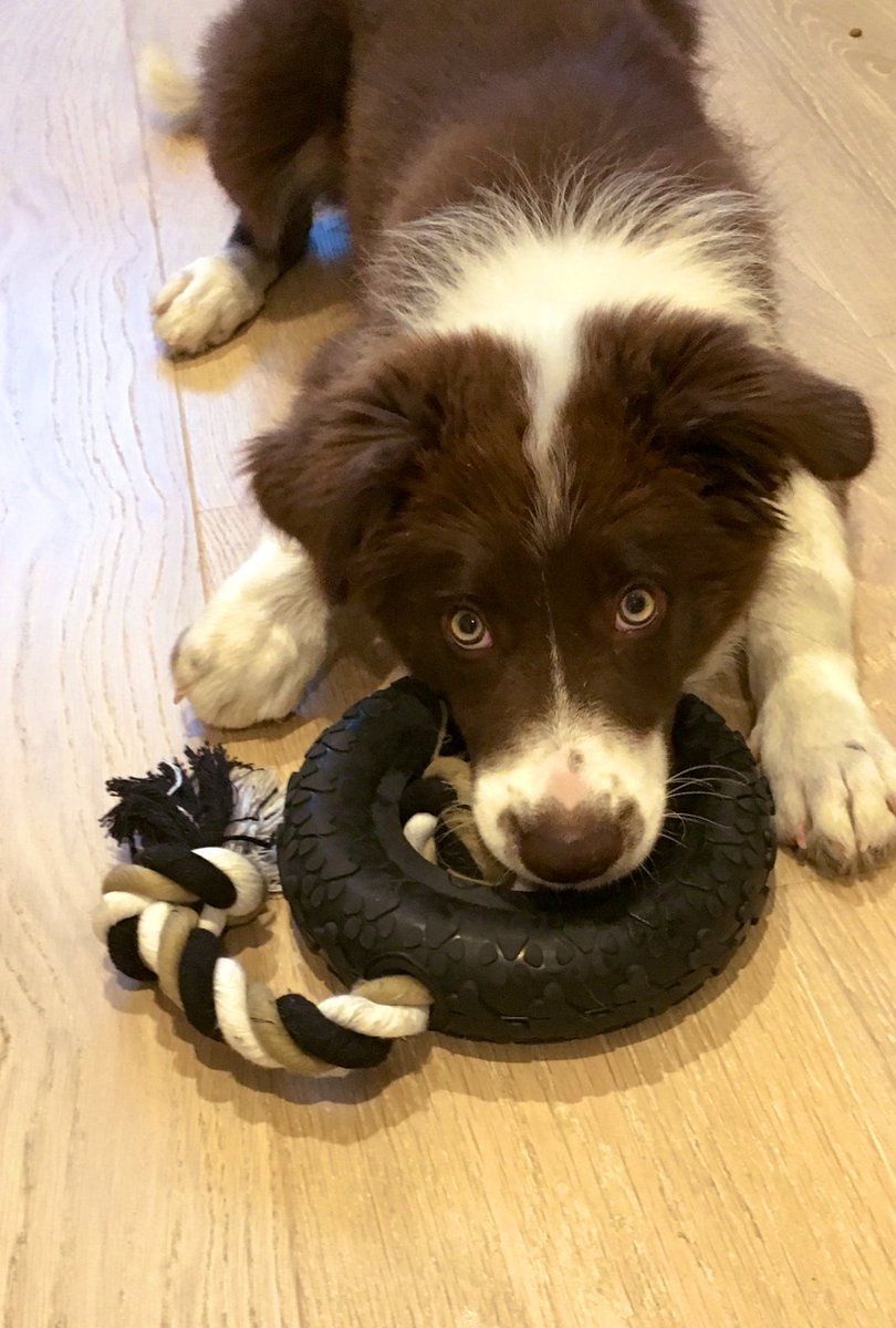 WillDale956's tweet image. #tyretesting