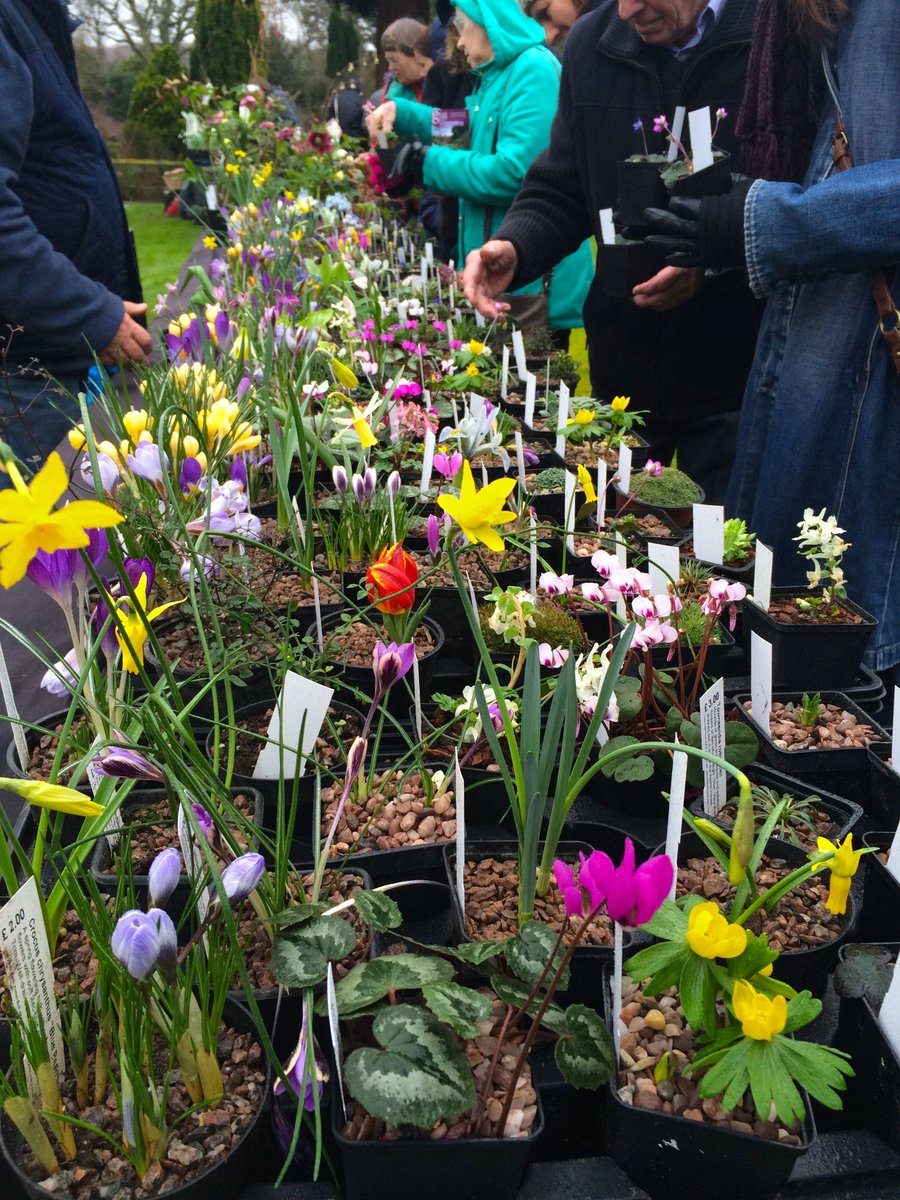 Great Comp Garden On Twitter Snowdrop Sensation Sun 17 Feb
