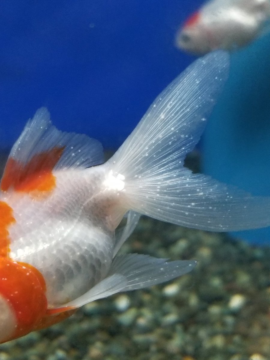 魚の病気