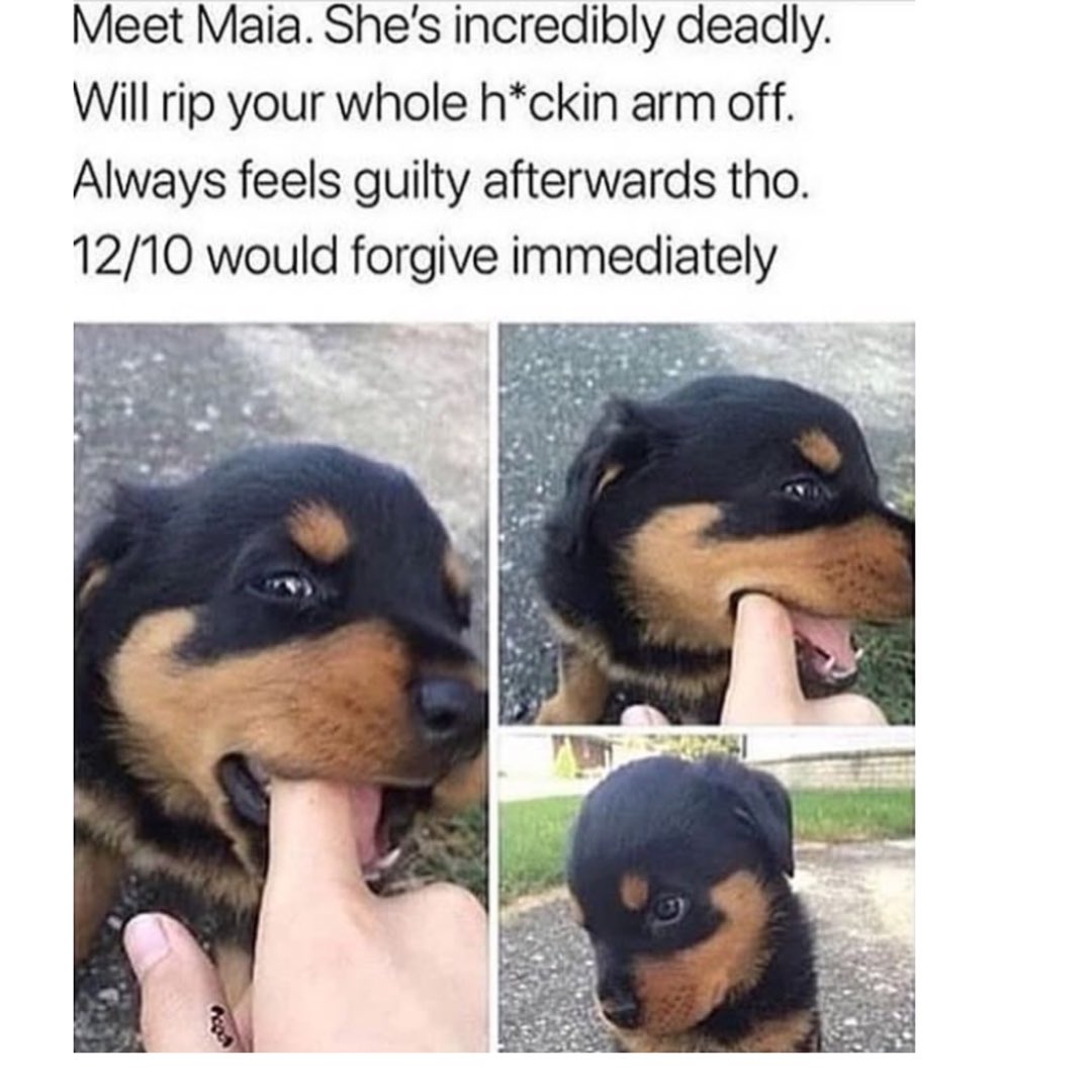PetButty's tweet photo. Ok, We believed π€
Follow @petbutty #πΎ
.
.
.
#petbutty #petstagram #meme #memes #fun #funnymemes #doggo #dogo #dogsofinstagram #dog #dogs #dogstagram #doggie #indiandogs #rottweiler #pupper #puppy #puppylove #πΆ #doglover #mansbestfriend #thuglife #marvel #jokes #petsupplies https://t.co/8L7rncd6XQ