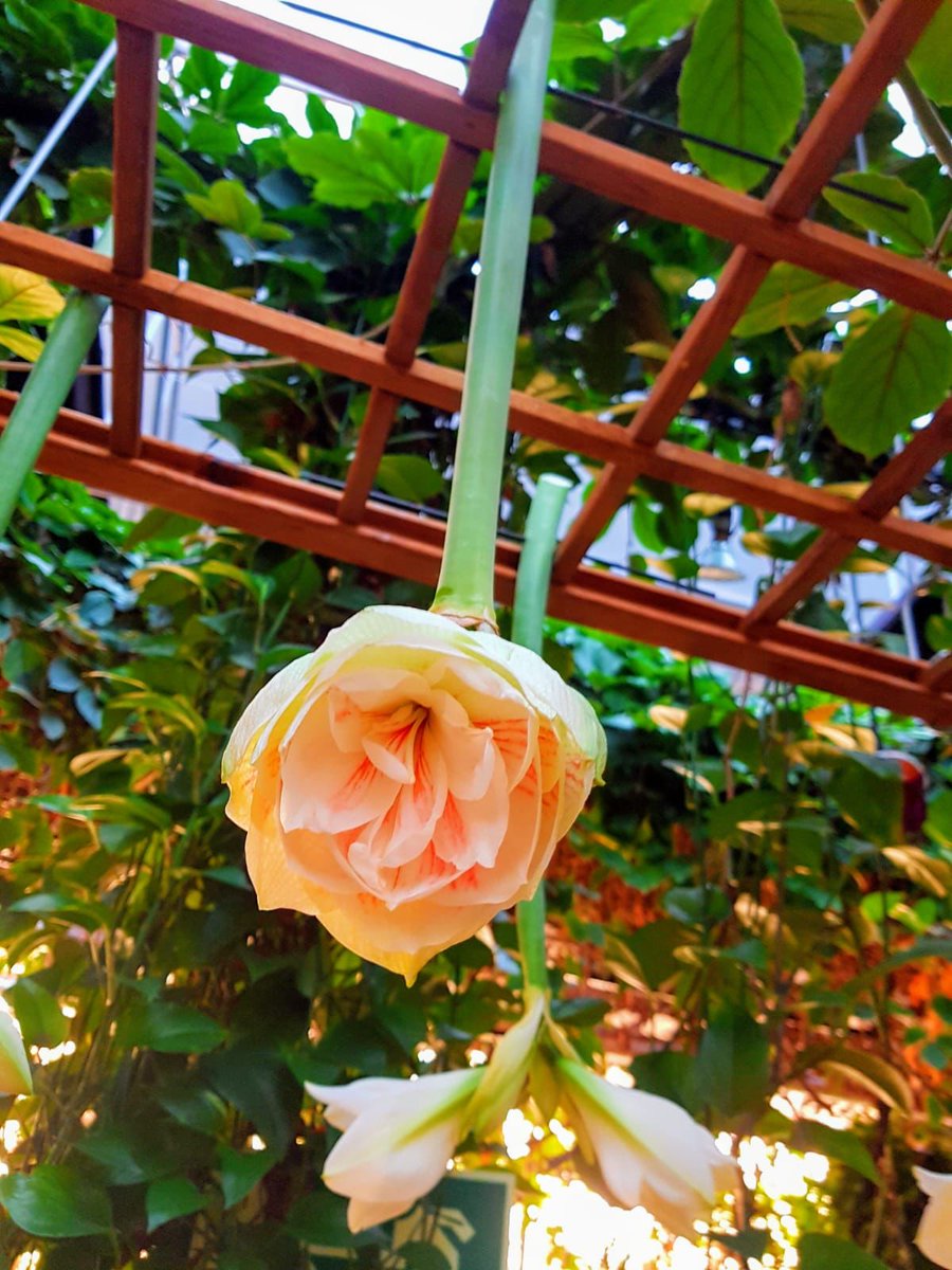 Let us brighten your Blue Monday! Let's make it a Bloomonday!
#BlueMonday #Bloomonday #Arendshoeve #TheGardenOfAmsterdam #notsoblue #flowers #bloemen