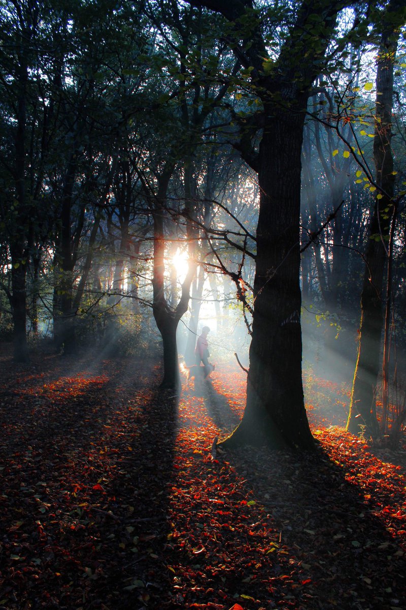 Hannahs_images's tweet photo. @AP_Magazine  this what I think is the best picture I’ve taken of 2018. A lovely autmn walk in the woods in October. https://t.co/lFUH2dd4ng