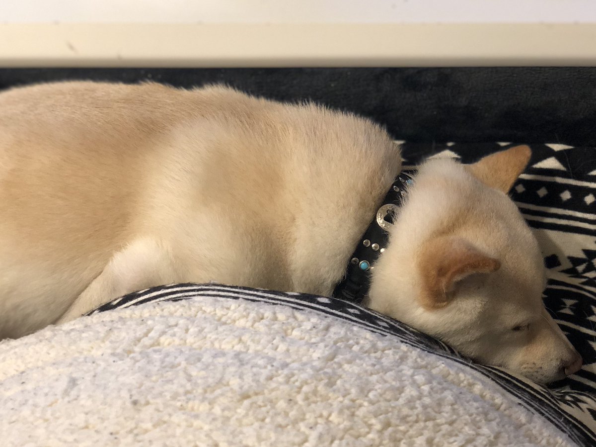 pixel_tera's tweet photo. Sleepy little guy #dog #犬 #mameshiba #豆柴 #dogs #labrador #mix #doglover #shiba #shibainu #doge #cute https://t.co/p01KehBFUQ