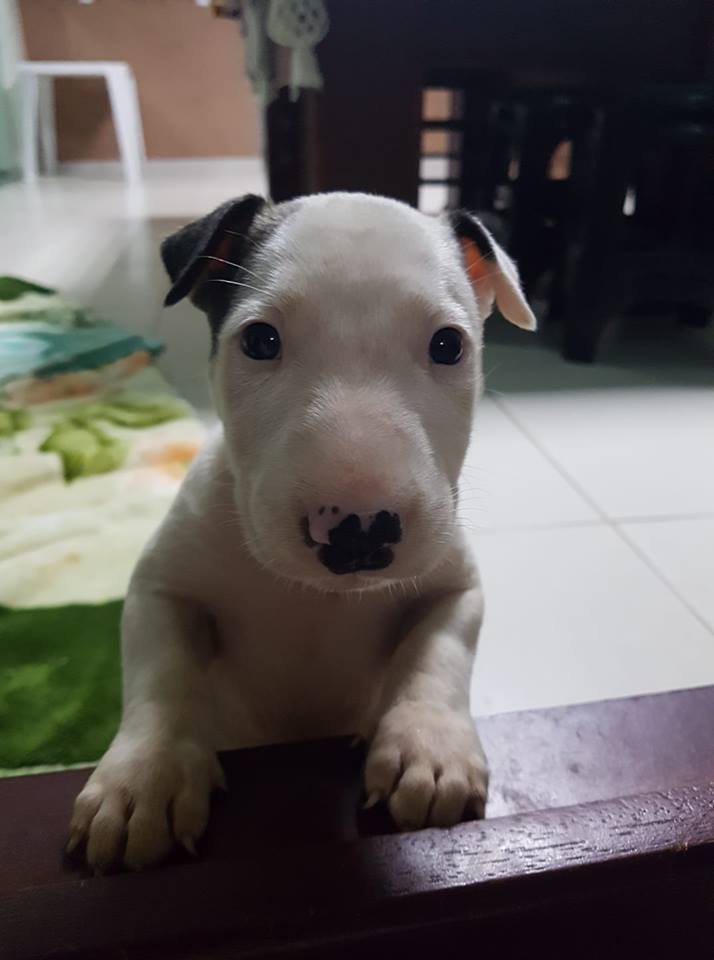 filhotíneo fofíneo passando na tl diga bom dia filhotíneo e seu dia será felizíneo 

crédito: Rubiana Bodanese