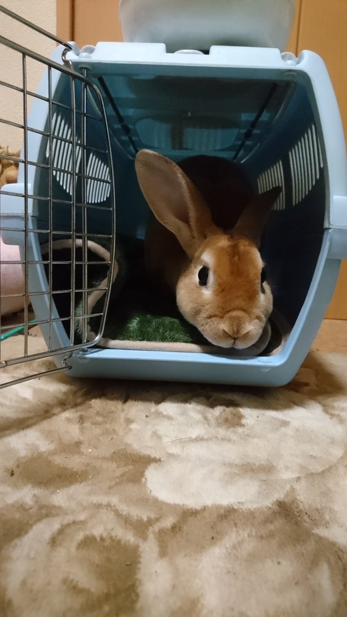 こんばんは(о´∀`о) 今日は爪切りに行って来ました(*´ω｀*)