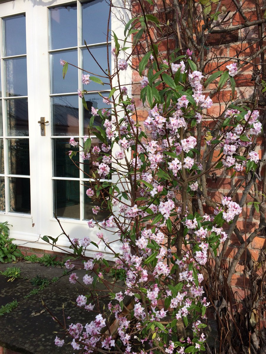 The scent from this Daphne is wonderfully intense from the moment you walk through the garden gate. Lucky for the guests arriving today in #Shropshire #sunshine #winterbreaks #staycation