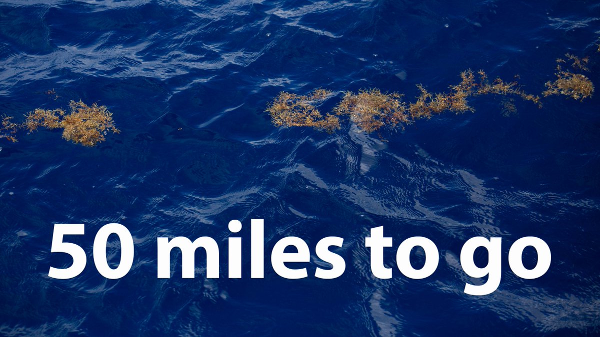 Atlantic Discovery have been following the drifting Sargassum - a prime nursery habitat for turtles and large fish such as mahi mahi (dorado, dolphin), sailfish and jacks. They're nearly home! #twac2018 #row4rose #wildspirits