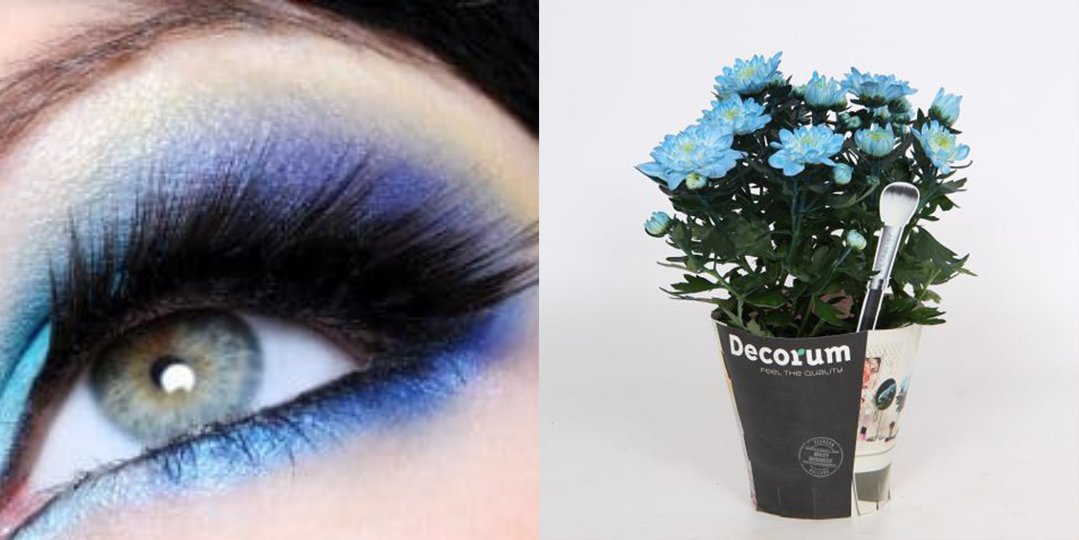 SchieLilium's tweet photo. Wij hebben geen problemen met Blue Monday... Alle kleuren zijn mooi, maar deze is speciaal voor vandaag! #bluemonday #chrysanne #grandezza #makeup #makeupz #greencrea8 https://t.co/Y4gs9sbZa5