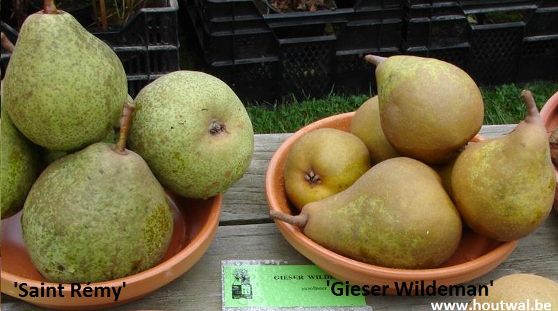 Overzicht van diverse rassen van stoofperen (Bron: Noordelijke Pomologische Vereniging): npv-pomospost.nl/fruitrassen/st…
