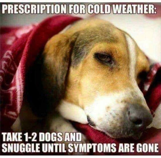 jimil4u's tweet photo. Donβt forget to grab US treats for your snuggle buddy!! #fortailsonly #youngevity
https://t.co/mRnBbJ8Fh6 https://t.co/56ZxGqObHK