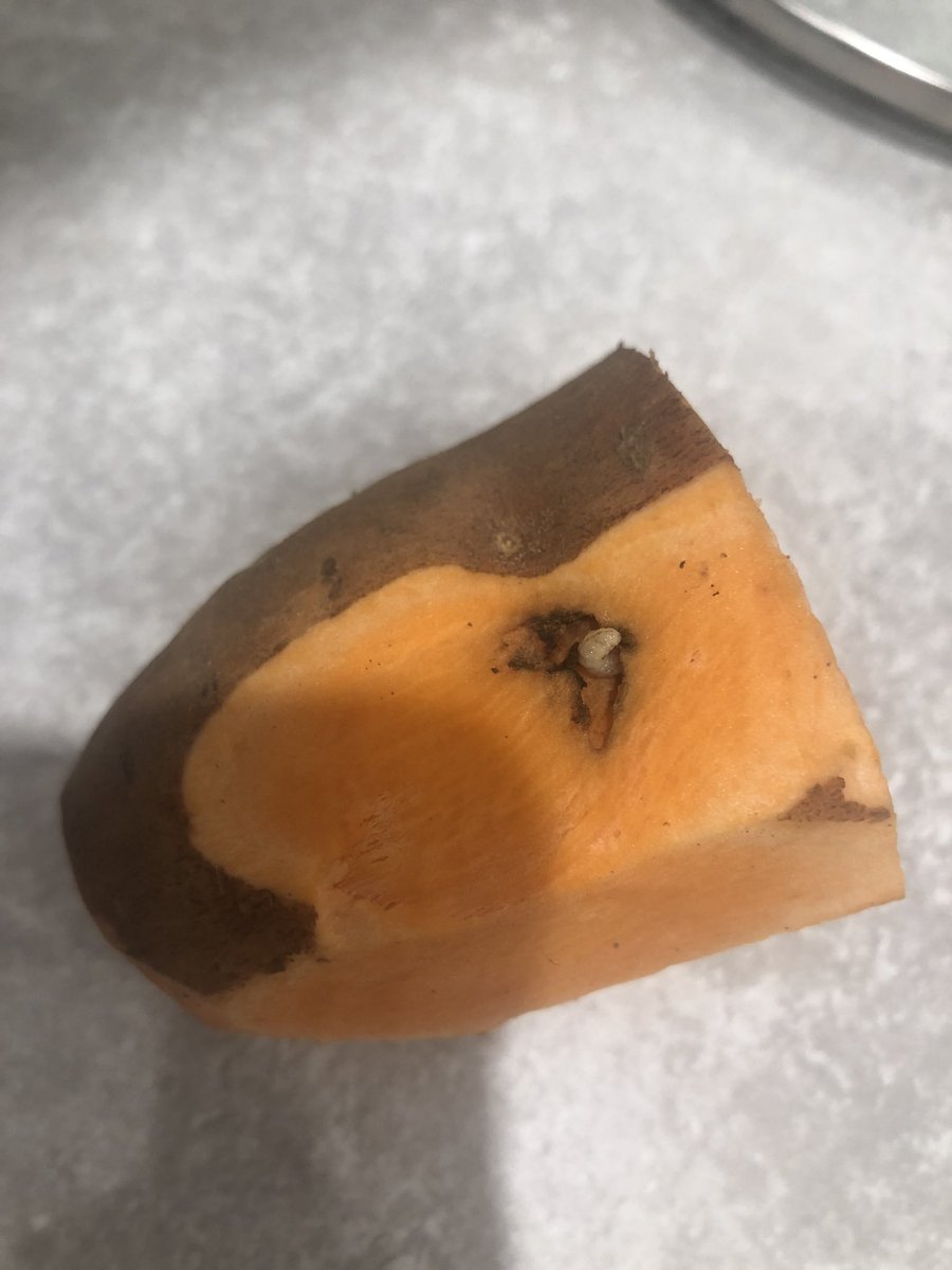 ZoeBignell's tweet photo. Absolutely disgusting! Peeling my sweet potato and find a live maggot crawling out of it 🤮🤮 @AldiUK https://t.co/ijrUGXpgq9