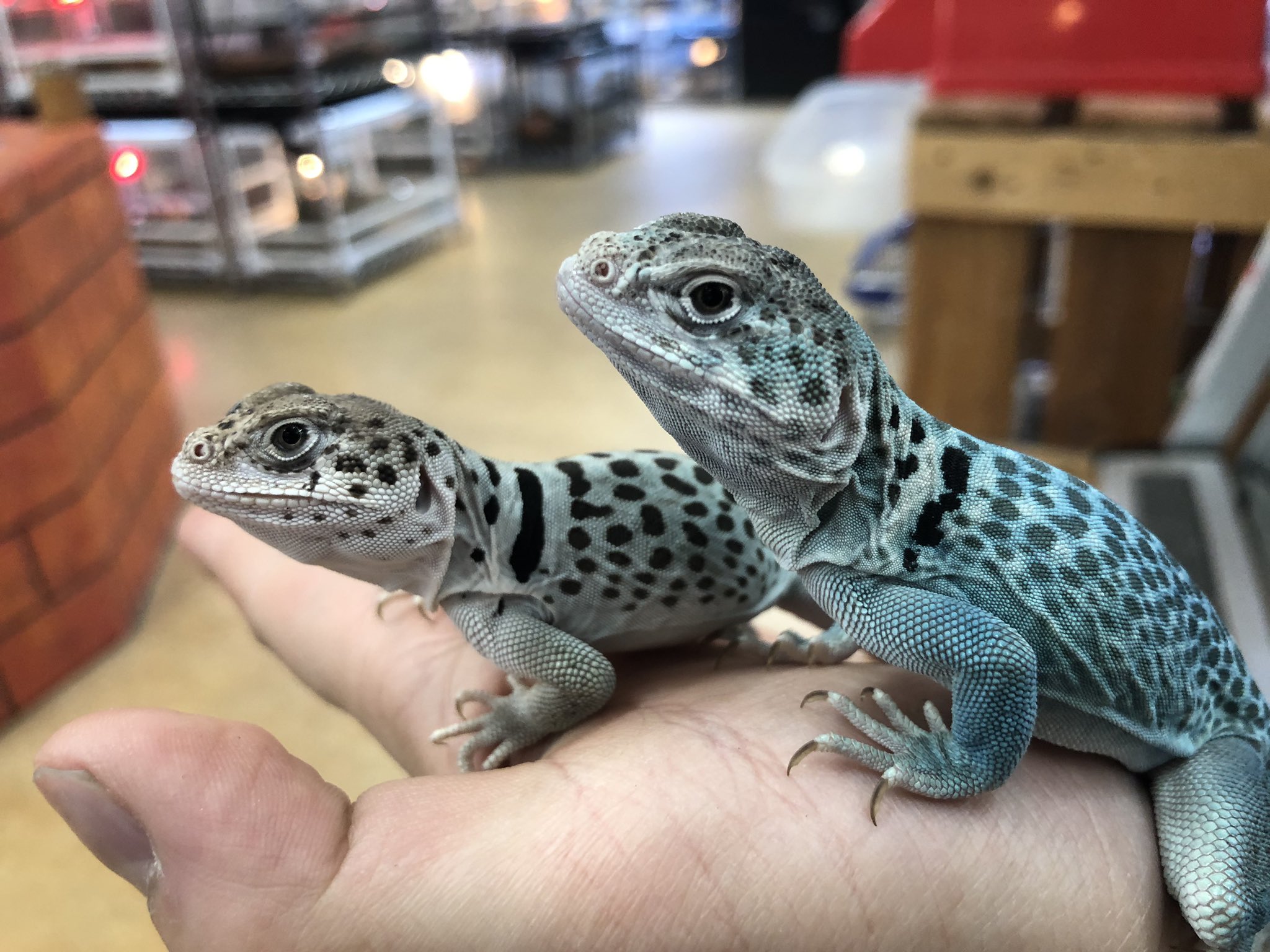 ペポニ インター店 衝撃の青豹 トウブクビワトカゲ パンサーフォーム ヒョウ柄のカッコよさに愛らしい顔 目のギャップがたまらないですよ これからさらに発色するかも クビワトカゲ ヒョウ 川村 T Co Byakesasja Twitter