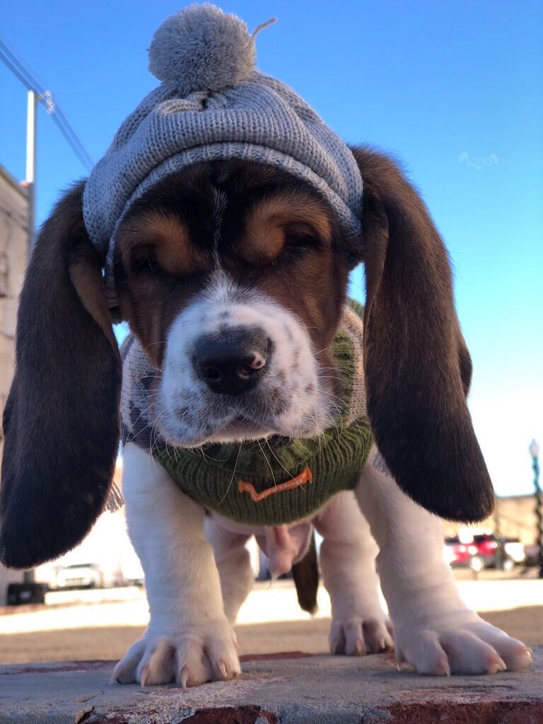 WeRateDogs tweet media