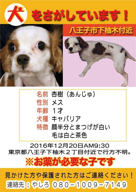 momo270610's tweet photo. #迷子犬 #キャバリア #拡散希望 #東京都八王子市H2812月20日失踪 #小山裏内裏公園 #長池公園 #富士見台公園 #相模原市 #町田市 #多摩市 #日野市 #稲城市 皆様杏樹らしき子を飼っている保護して飼っているなど噂話など何でも構いません情報が有りましたら宜しくお願い致します🙇 #八王子市 #保護犬 https://t.co/Nw73ca2CvE
