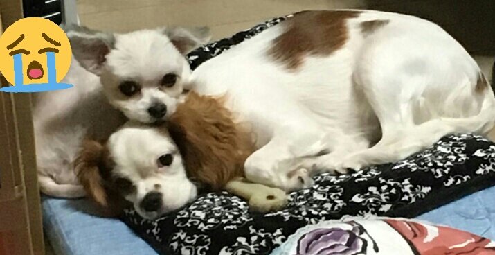 momo270610's tweet photo. #迷子犬 #キャバリア #拡散希望 #東京都八王子市H2812月20日失踪 #小山裏内裏公園 #長池公園 #富士見台公園 #相模原市 #町田市 #多摩市 #日野市 #稲城市 皆様杏樹らしき子を飼っている保護して飼っているなど噂話など何でも構いません情報が有りましたら宜しくお願い致します🙇 #八王子市 #保護犬 https://t.co/Nw73ca2CvE