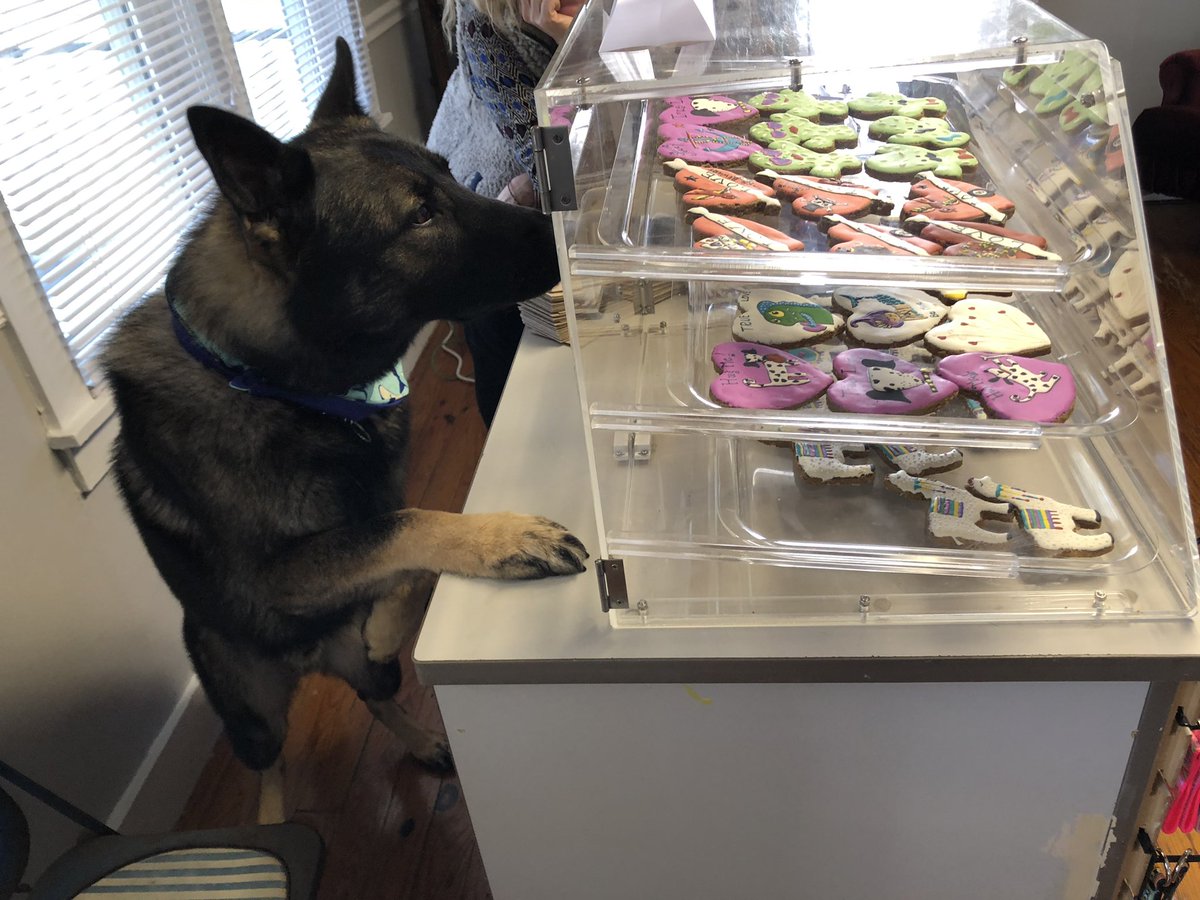 K9Apart's tweet photo. Went to visit our fav store.Needless to say, Apart didn’t need dinner when we got home. 🤣He also got a new shark bandana...cause sharks! Make sure you stop by and see them if you’re in Summerville! #gsd #k9 #workingdog #k9apart #spoiled #babyshark #givingthegrandtour #livdpd https://t.co/LVCE5IwIzJ