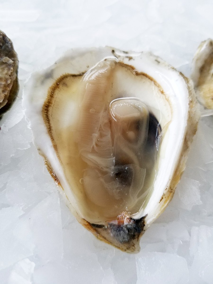 SamuelsSeafood's tweet image. @WiannoOysters  are our #OysterOfTheWeek! Hailing from Southern Cape Cod Bay, MA; Wianno's have a strong briny flavor with a firm, plump texture and a sweet finish. #OysterHead #ShellfishLover #Sustainable