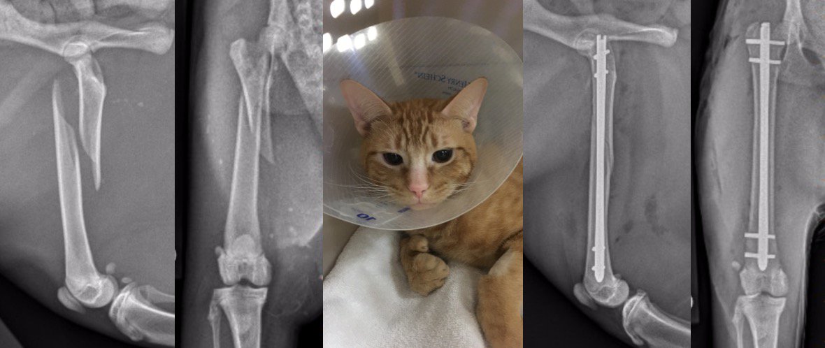 KarenlperryK's tweet image. Thanks to Franky's extra digits, he was able to give us a convincing Thumbs Up after his femoral fracture repair! Looking forward to seeing him in three weeks to evaluate his progress. #watchthisspace #interlockingnail #MSUvets