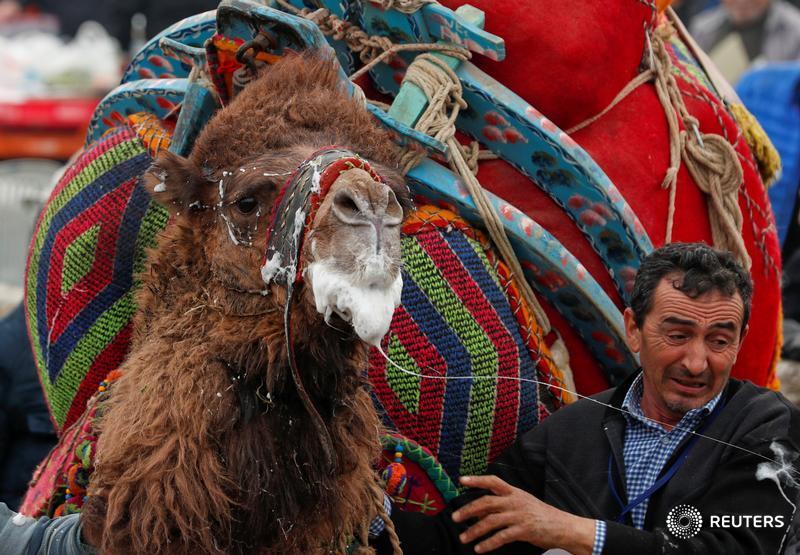 A wrestling camel leaves the field after his fight during the annual Selcuk-Efes Camel Wrestling Festival in Turkey, and more photos of the day: https://reut.rs/2REIkxv 📷 @MuradSezer