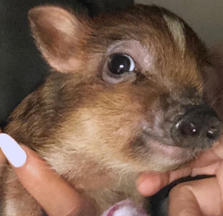 VotingArianagbr's tweet photo. Isn’t he the cutest? 

#PiggySmallz #CutestPet #iHeartAwards https://t.co/zRzFcTrLc2