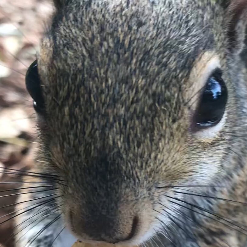 zoomiami's tweet photo. #BobTheSquirrel has taken over our Instagram page! He’s visiting his zoo friends and posting stories from his visits. Check out this selfie he took and don’t forget to follow his stories! https://t.co/yjd3uSQBVh #NationalSquirrelDay #ZooMiami #SquirrelTakeover https://t.co/NqZ8CD0QVZ