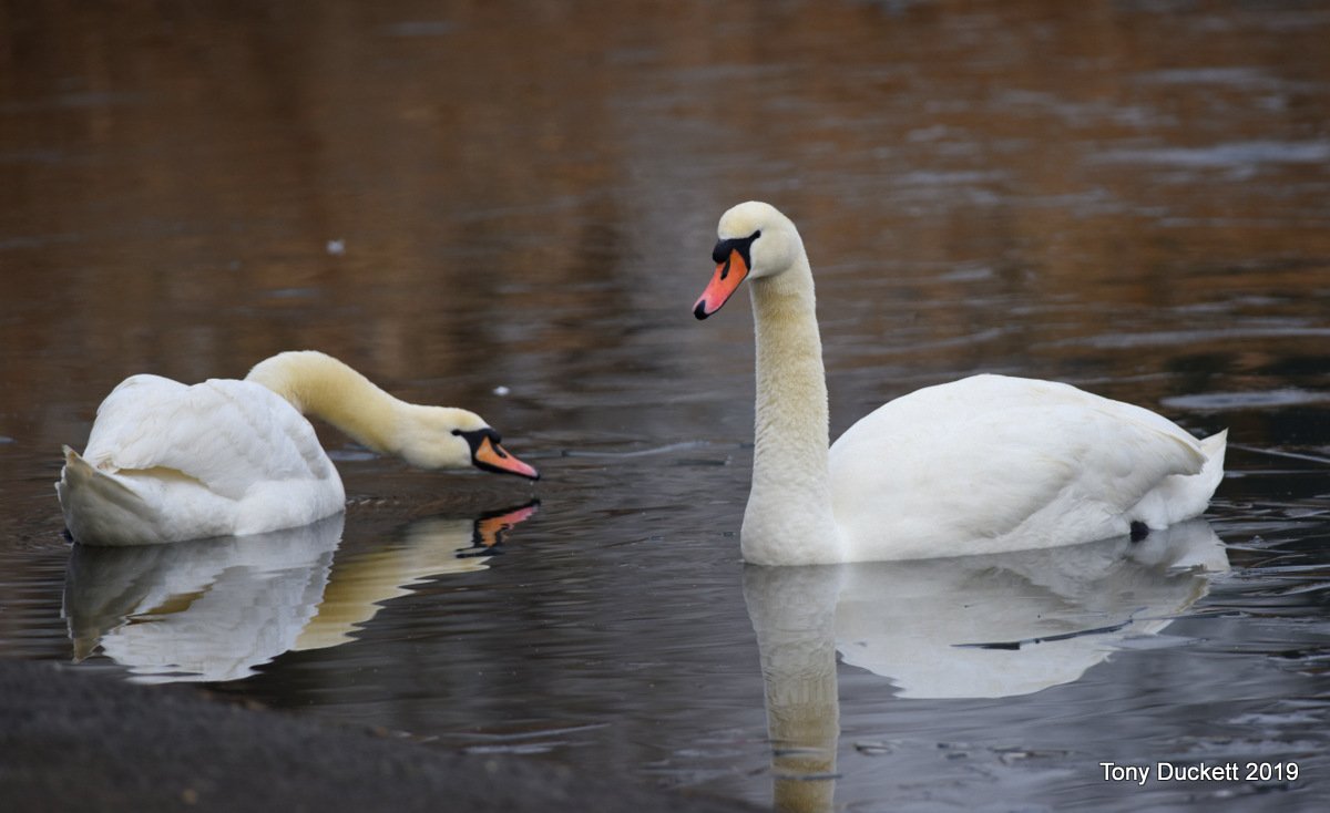 Regents Park Birds On Twitter A Cold Day In The Park With The