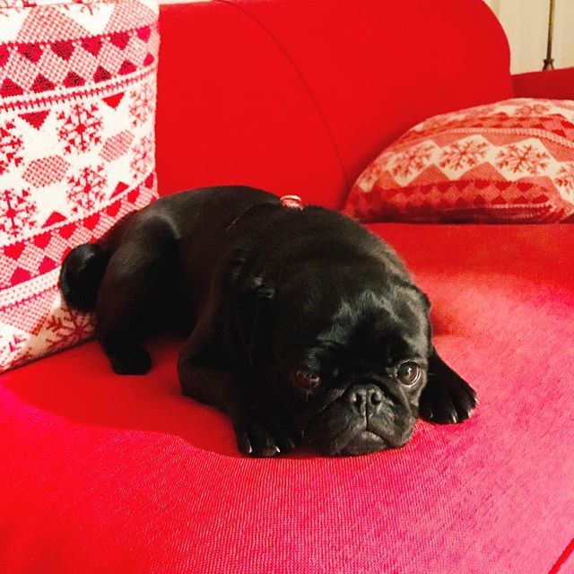 Stormsy24's tweet photo. When your mum says ‘dont go on the sofa whilst I am out’ and you just hop right on when the front door shuts😈#dogs #blackpug #fawnpug #labrador #worldofcutepets #cute #photooftheday #instagood #dogofig #happy #dog #dogsofinstagram #dogoftheday #beautiful #instapug #instadail… https://t.co/bJWUaBdniF