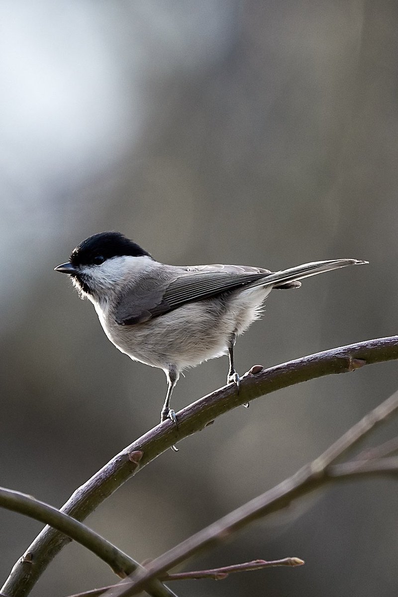 mikeahrens_'s tweet photo. Sumpfmeise zu Besuch im Garten...
#birdwhatching #photography #nature #bird https://t.co/FtGYazodVF
