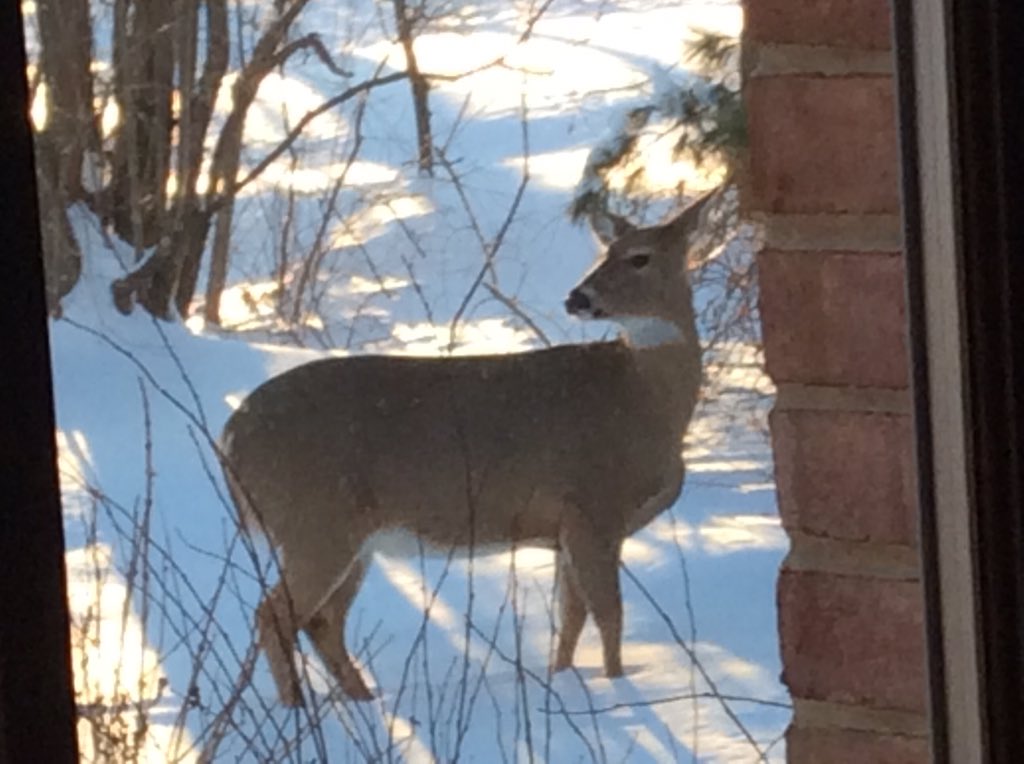 AnimalL43198601's tweet photo. Deer outside of my house! #winter #freezingcold #animal https://t.co/7PEnnrTImP