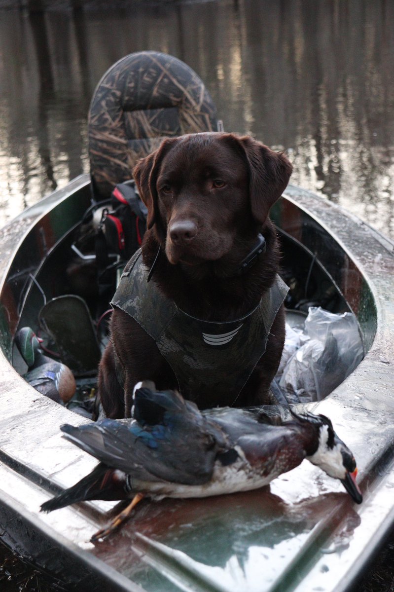 Lola with another #woodduck. #duckhunting #tanglefree #nature #canon #outdoors #garmin #mygirl