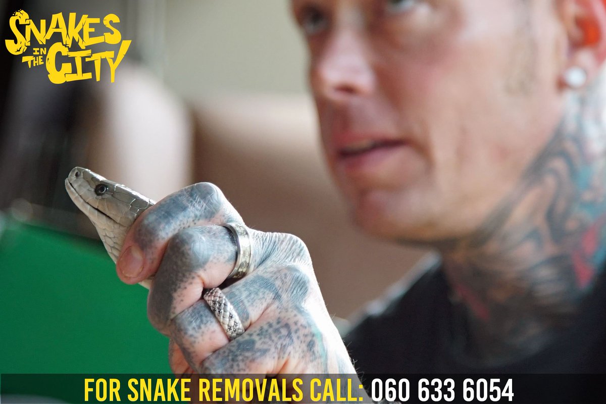 SnakeCitySimon's tweet photo. Happy #MambaMonday! We love black mambas, but they are not the sort of snakes you want to share your home with. These pics are from a recent callout in the greater Durban area. If you need a snake removed from your property, call us! ☎️ 060 633 6054 https://t.co/fKEqMI1HQ1