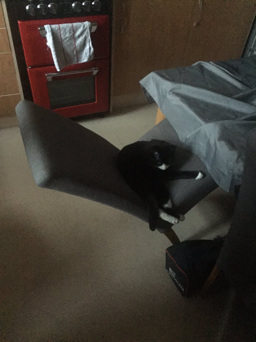 Aid3nT's tweet photo. The joys of having 2 cats #CatsOfTwitter #catsarewild https://t.co/bAlyLlxp3u