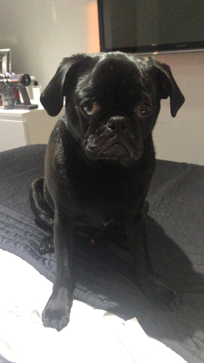 It might be #BlueMonday today however with these two homeimprovement #dogs working with us it makes the day far more enjoyable #dogsoftwitter #dogsofinstagram