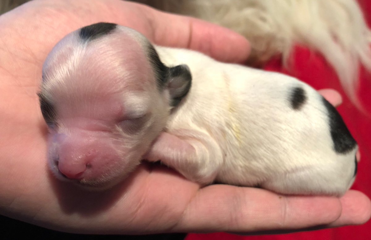 Joni Hasanen tweet media