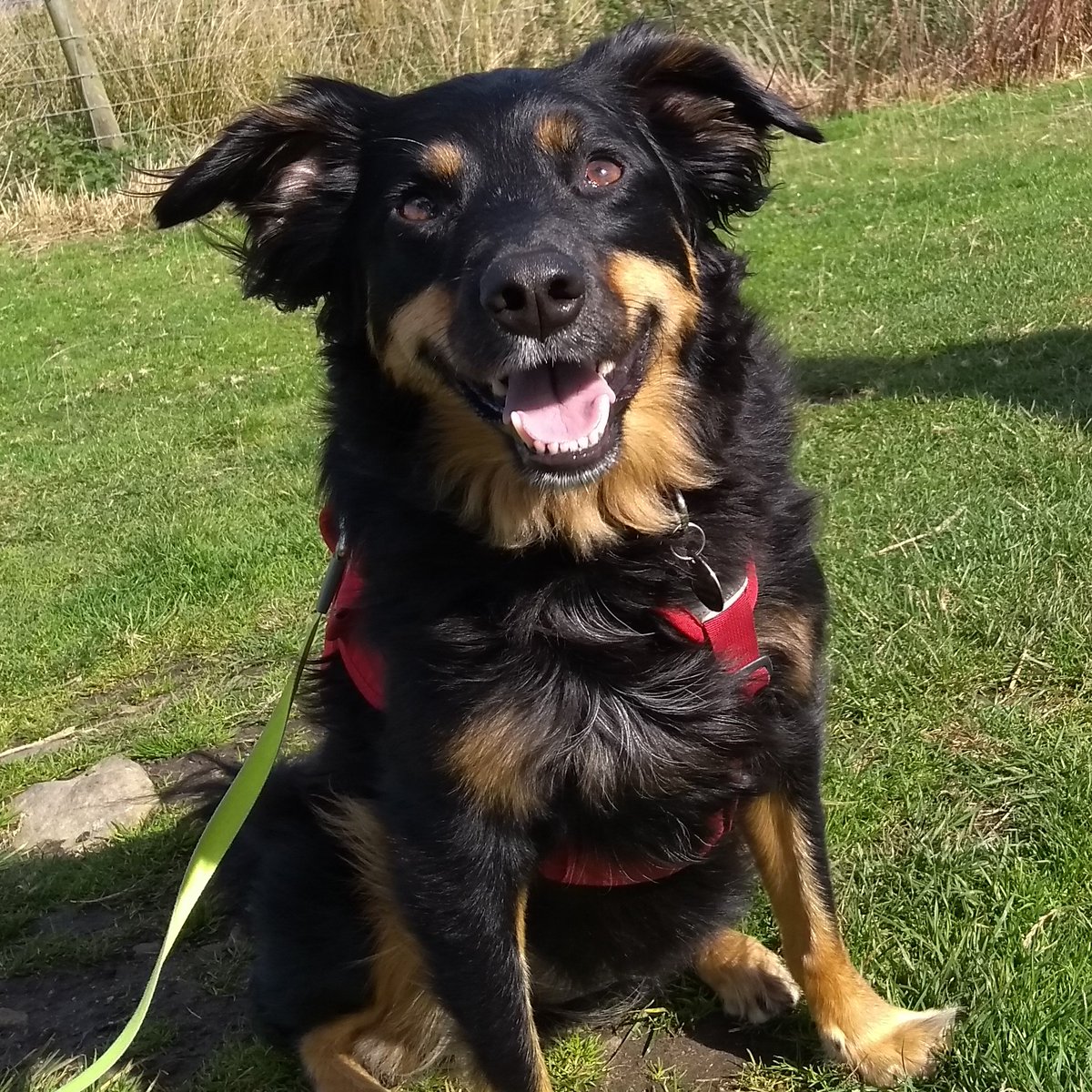 Here's our cure for the #mondayblues she is our #yellowmonday 5 1/2 years of fun! #mondaymotivation #feelgood #rescuedogs #adoptadog #rehome #doglove #dogslife #smilingdog #happy #happydogs #dogcharity   @DogsTrust @DT_Darlington @toppentwo