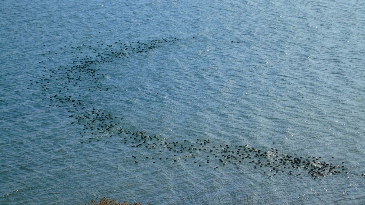 МЕД/MES tweet media