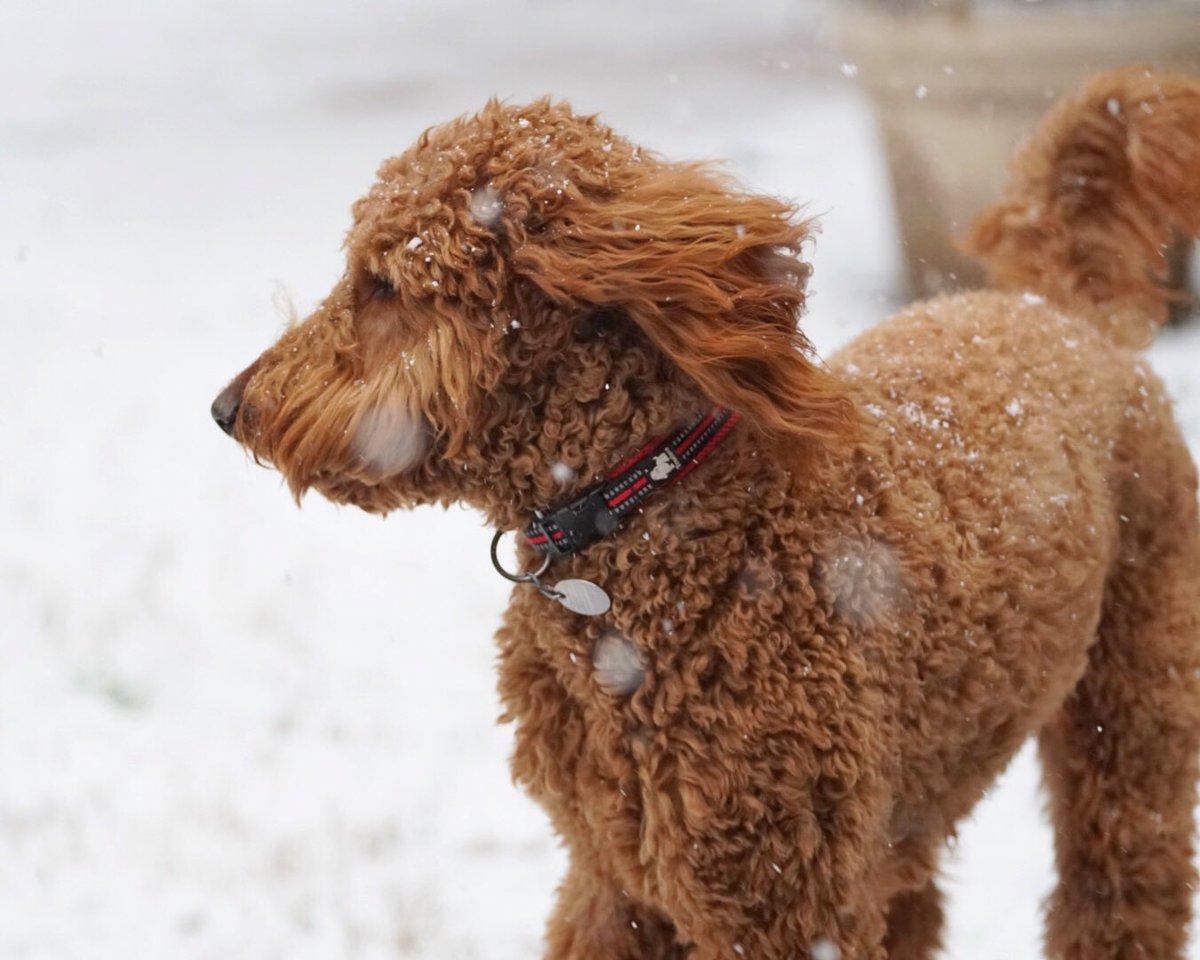 jandyer's tweet photo. First snow for Wrigley Rose! She’s super excited as we inch closer and closer to Spring training. #wrigleyrose #gocubsgo #cubfanthroughandthrough https://t.co/rRBTcxPfB1