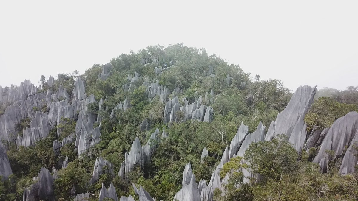 世界遺産 ボルネオ島の グヌン ムル国立公園 を訪れると 雨がつくった世にも不思議な風景と出会えます その一つがピナクルと呼ばれる 針の山 天空に向かって巨大な針のごとくそびえ立つ その姿は圧巻です 世界遺産 ボルネオ島 マレーシア