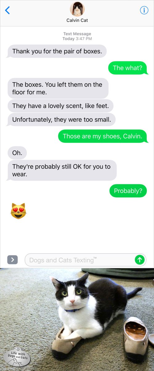 WithDogsAndCats's tweet photo. #TextFromCat Thank you for the pair of boxes. Me: What? Cat: The boxes. You left them on the floor for me. They have a lovely scent, like feet. Unfortunately, they were too small. Me: Those are my shoes, Calvin.  https://t.co/pbMxYzQ8CV