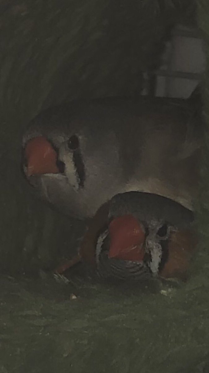 biggestbeepy's tweet image. Oh no! Big beepy didn't like that. Please delete your account before big beepy deleted your kneecaps @/KAMOSHlDA