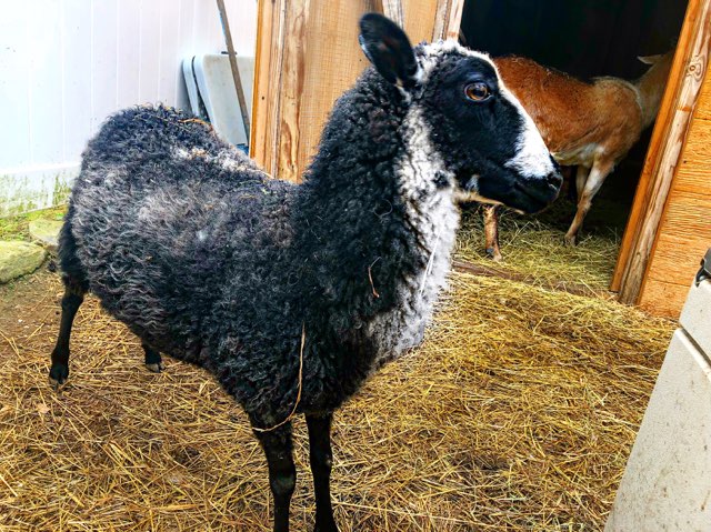 RileyFarmRescue's tweet photo. #goodmorning 🌞 from #precious Hope 🐑.  "What a baa-tiful moon 🌚 last night!  Still got the shine in my eyes. Shining bright like a 💎". 

👋🏼to sponsors @michele.t08 &amp; Carla LaPrade 
#sheepsofinstagram #sheep #farmrescue https://t.co/uvEcIl0FZ5
