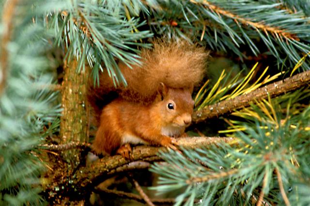 VisitNland's tweet photo. It's #SquirrelAppreciationDay. Where in Northumberland is your favourite place for spotting red squirrels? #visitnorthumberland https://t.co/T2A0w9naVy