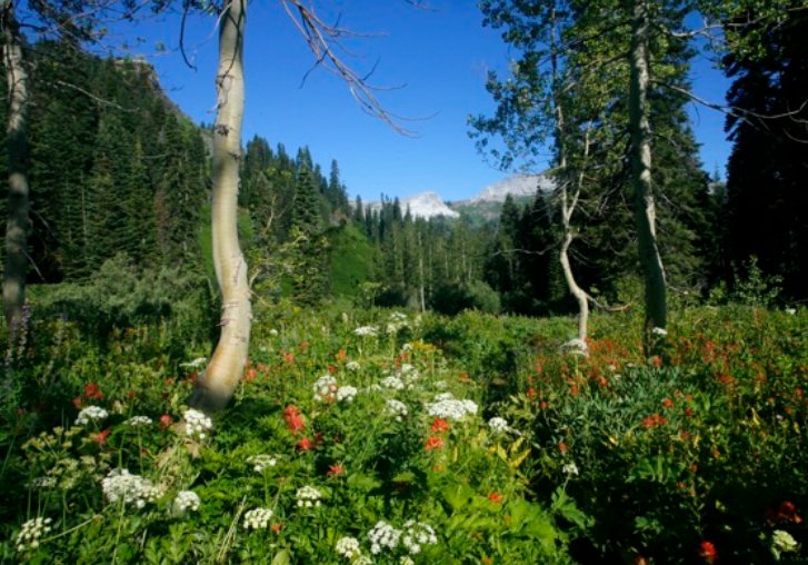 sergius_south's tweet photo. @shannon_crane @RitaJ2011 @realDonaldTrump
You aren't doing anything about YOUR FEDERAL forests in California!
You have 19 million acres of federal forests to rake before summer!
If I were you I'd get to it, or it won't be done in time.
#RakeThis
😂😂😂😂😂😂😂 https://t.co/2Vz367PhwA
