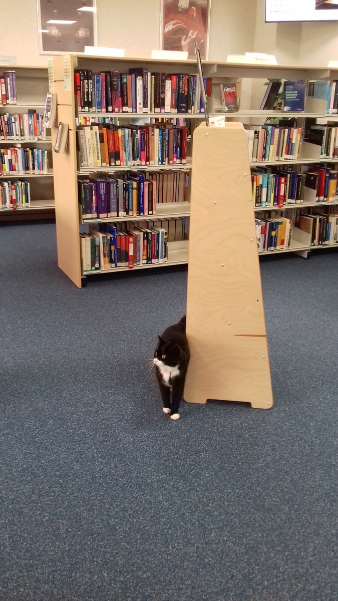 Libraries_STFC's tweet photo. Today's the day that #LolaTheLabCat found Chadwick Library @STFC_Matters @DaresburyLab. Have you visited? Come say hello next time you're passing - B41 @SciTecDaresbury π± https://t.co/ZulJA5E8wv